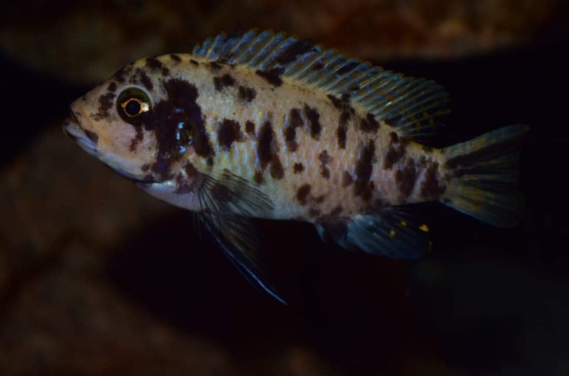 Maylandia zebra 'Chizumulu Island'